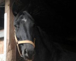 jumper Sir Samson 9 (German Sport Horse, 2010, from Simonetti)