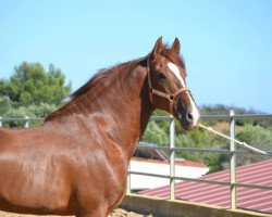 Pferd Gaucho (Pura Raza Espanola (PRE), 2007)