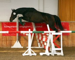 Pferd Amira 104 (Thüringer, 2002, von Leoni)