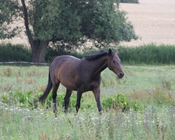 broodmare Alegra (German Sport Horse, 2003, from Casado)