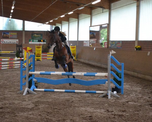 jumper Larino (Hessian Warmblood, 2008)