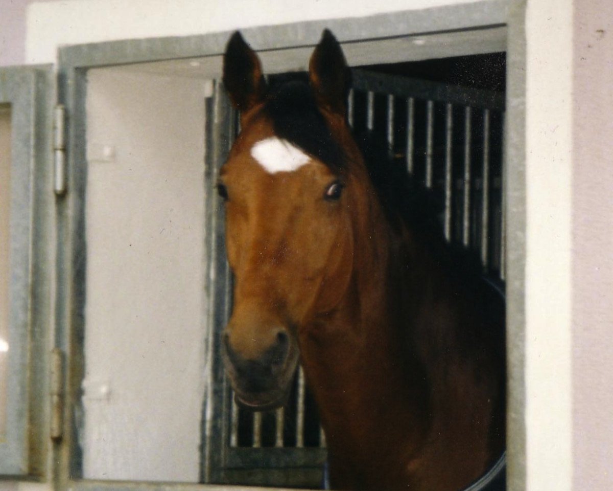 Pferd Pink Floyd 32 (Hannoveraner, 1995, von Prince Thatch xx)