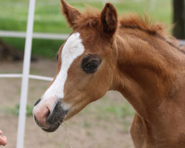 Zuchtstute Notte Magica (Deutsches Reitpony,  , von Petit Magic Moment)