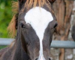 stallion Monsieur Mo (German Riding Pony,  , from Petit Magic Moment)