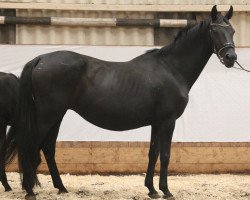 broodmare Doratha (Oldenburg, 1993, from Donnerhall)