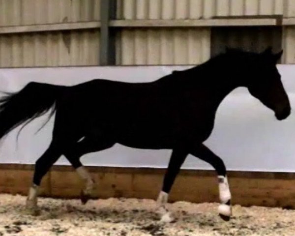 broodmare Diva (Hanoverian, 2012, from Dancier)