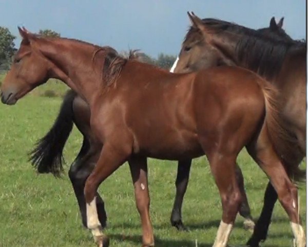 dressage horse Quatero (Oldenburg, 2014, from Quateron)