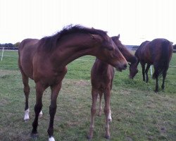 broodmare Torte (Hanoverian, 2012, from Totilas)