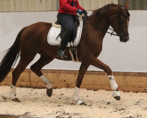 broodmare Sympathie (Hanoverian, 2012, from Sir Donnerhall I)