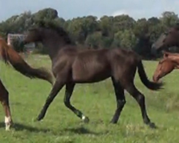dressage horse Frodo (Oldenburg, 2014, from For Romance I)