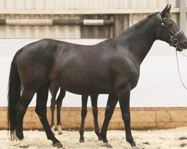 broodmare Donna Lavinia (Oldenburg, 2001, from Bmc Don Cardinale)