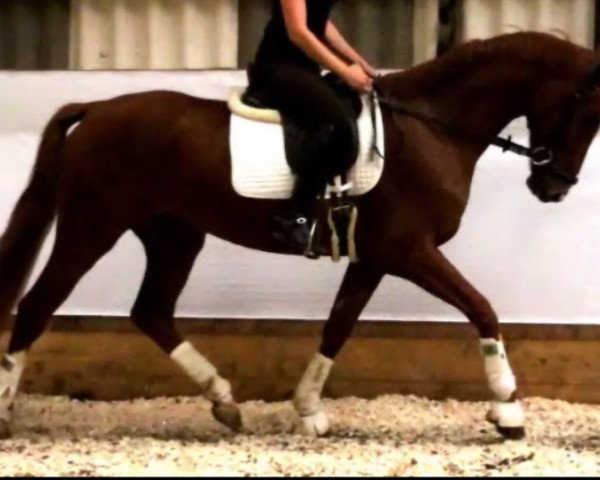 dressage horse Don Royal (Oldenburg, 2011, from Don Presidente)