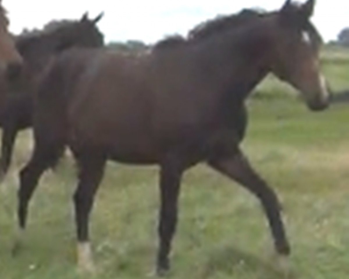 jumper Dangerous (Oldenburg show jumper, 2014, from Diarado's Boy)