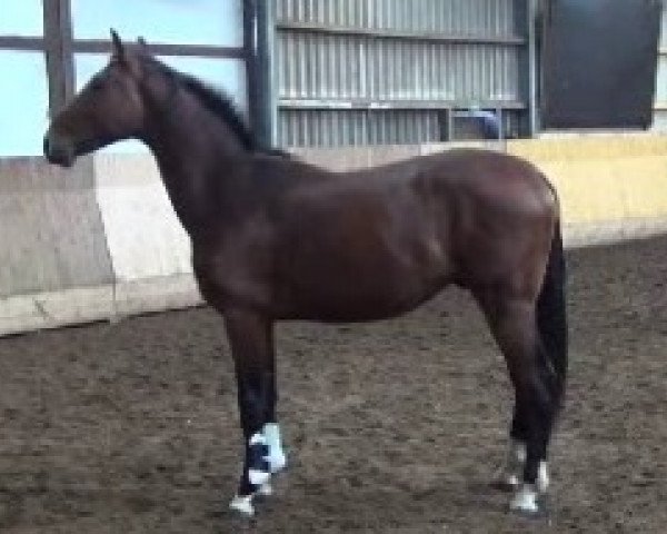 jumper Cafè Crema (Oldenburg show jumper, 2013, from Cabachon)