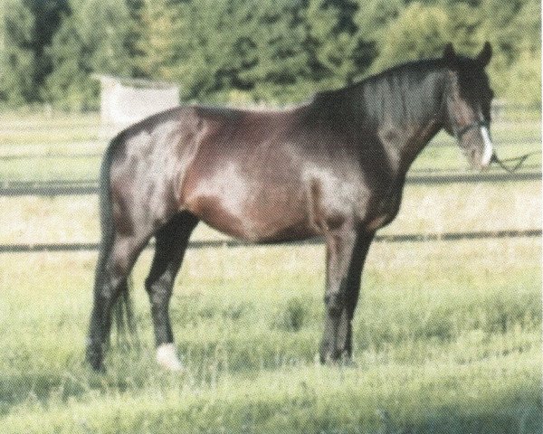 broodmare Bente D (KWPN (Royal Dutch Sporthorse), 2006, from Painted Black)