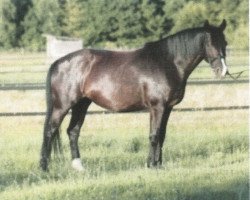 broodmare Bente D (KWPN (Royal Dutch Sporthorse), 2006, from Painted Black)