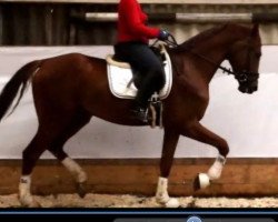 jumper Braeburne (Hanoverian, 2012, from Bretton Woods)