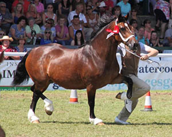 Pferd Fronarth Super Model (Welsh-Cob (Sek. D), 2005, von Derwen Desert Express)