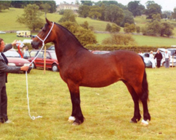 Zuchtstute Fronarth Model Lady (Welsh-Cob (Sek. D), 1995, von Derwen Desert Express)