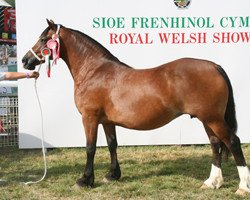 Zuchtstute Llamri Lausanne (Welsh-Cob (Sek. D), 1999, von Menai Sparkling Image)