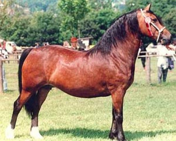 Zuchtstute Fronarth Welsh Model (Welsh-Cob (Sek. D), 1985, von Golden Sunshine)