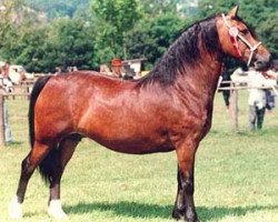 Zuchtstute Fronarth Welsh Model (Welsh-Cob (Sek. D), 1985, von Golden Sunshine)