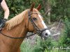 jumper Wicky (KWPN (Royal Dutch Sporthorse), 2004)