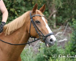 jumper Wicky (KWPN (Royal Dutch Sporthorse), 2004)