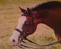 broodmare Pommery 57 (German Riding Pony, 1998, from Enrico)