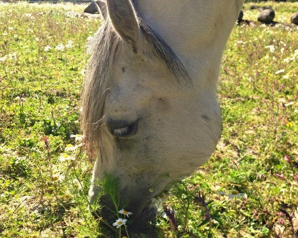 horse Frodo (Welsh-Pony (Section B), 2008)