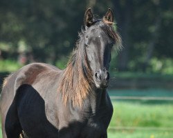 horse GS Samira (Vollblutaraber, 2014, from Ibn Layalia EAO)