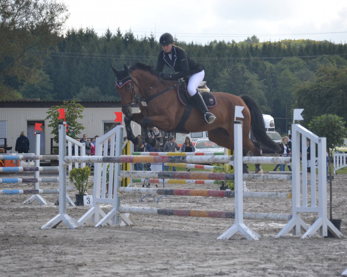 Springpferd Cordano 22 (Hessisches Warmblut, 2008, von Ciacomo)