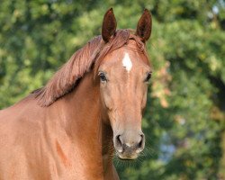 broodmare Delayla 7 (Westphalian, 2012, from Dankeschön)