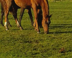 broodmare Queen (Oldenburg, 2014, from Sir Fidergold)