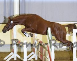 dressage horse Deep Red Fred (Deutsches Reitpony, 2011, from Duncan 86)