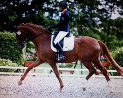 broodmare Ferrero Küsschen D (Hanoverian, 2010, from Fürst Nymphenburg)