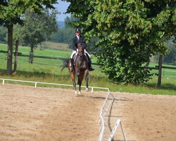 broodmare Waldlady 9 (Oldenburg, 2011, from Destano)