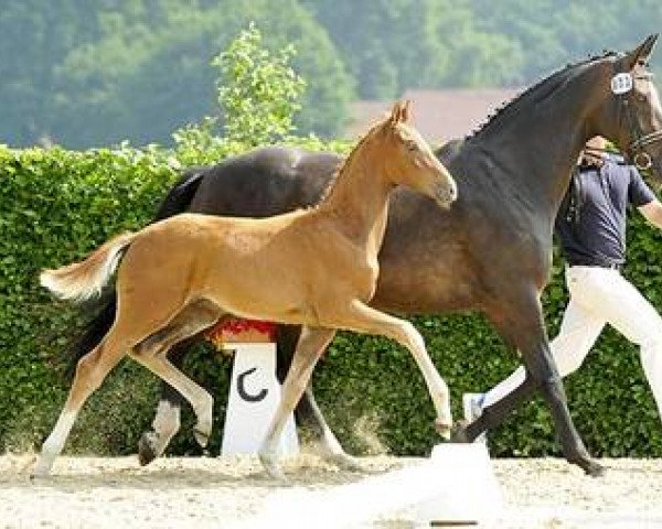 stallion Hengst von Follow Me (Oldenburg, 2015, from Follow Me OLD)