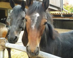 broodmare Stute mit Fohlen bei Fuss (Westphalian, 2004, from Ehrentusch)