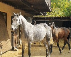 Pferd Stute mit Fohlen bei Fuss (Westfale, 2007, von Arpeggio)