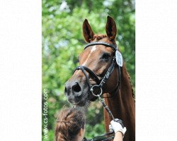 broodmare Anthalya (Trakehner, 1995, from Van Deyk)