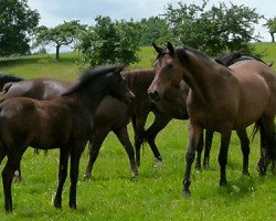 broodmare Concha (Trakehner, 1998, from Tanzmeister I)