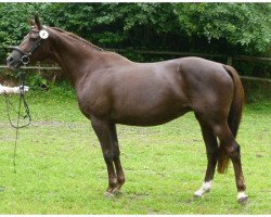 broodmare Haminga (Trakehner, 2005, from Etiudas-Eskado)