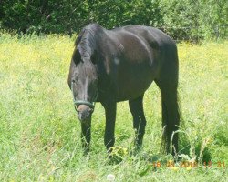 broodmare Darkness II (Trakehner, 1994, from Anduc)