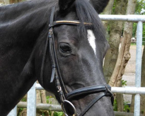 broodmare Raeuberbraut II (Trakehner, 1998, from Stradivari)