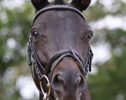 broodmare Ophira (Trakehner, 2008, from Titelheld)