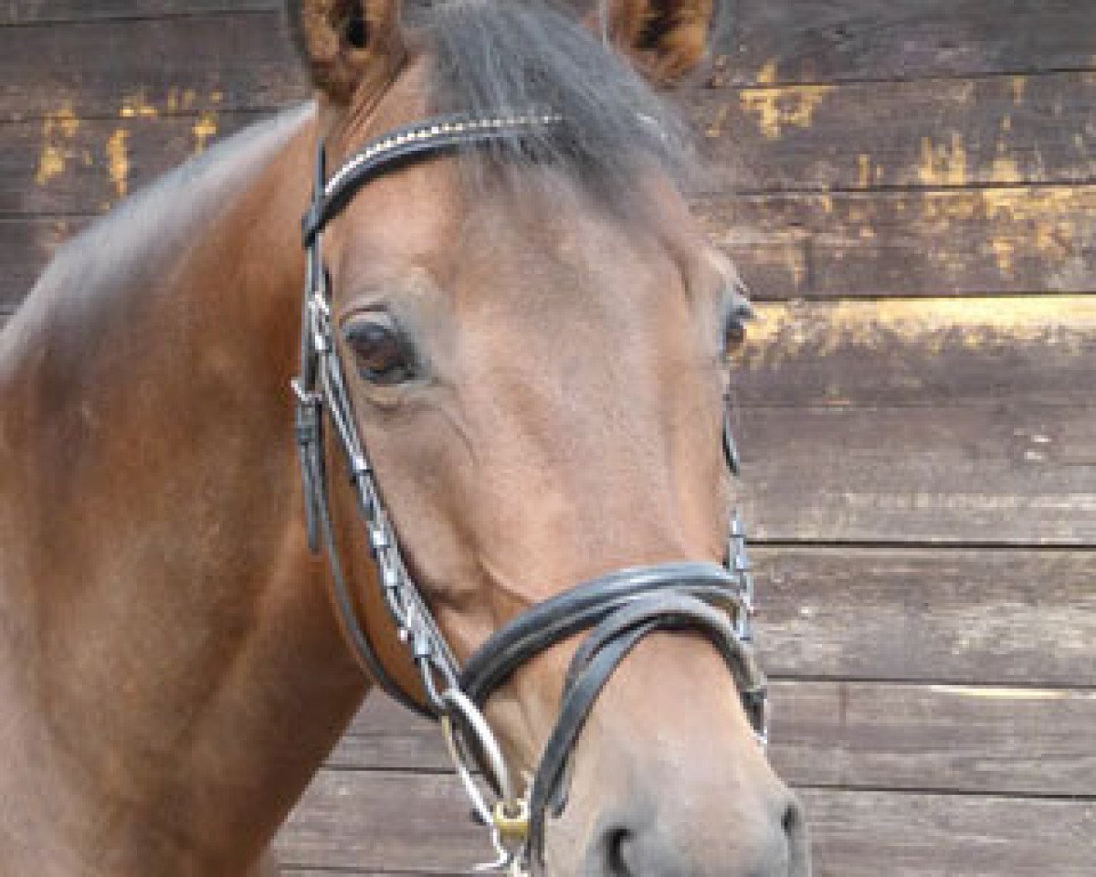 Zuchtstute Oka Louisa (Trakehner, 2006, von Brioni)