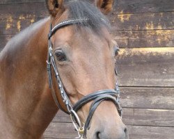 broodmare Oka Louisa (Trakehner, 2006, from Brioni)