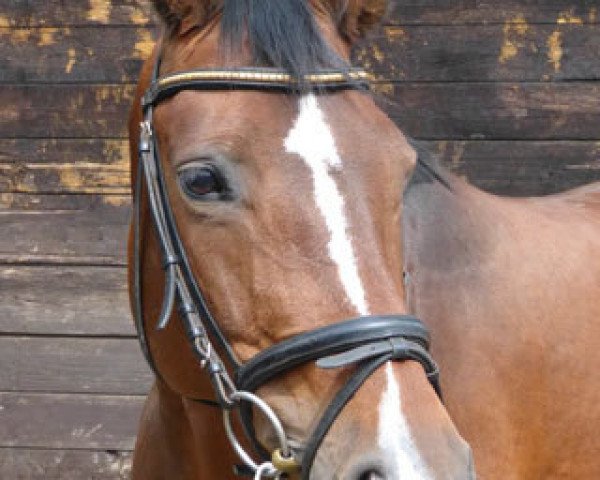 broodmare Kaja M (Trakehner, 2000, from Vivus)