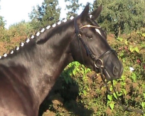 eventing horse Räubercharme (Trakehner, 2009, from Heldenberg)
